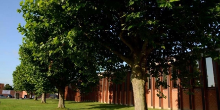 Træer ved Næshøjskolen