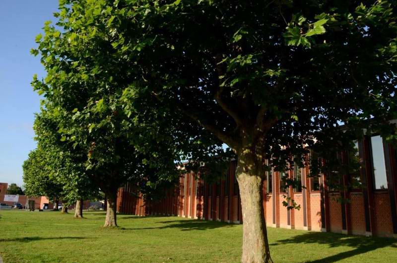 Træer ved Næshøjskolen